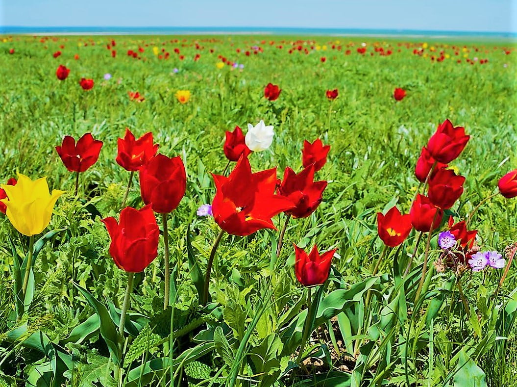поле перейти что значит. Смотреть фото поле перейти что значит. Смотреть картинку поле перейти что значит. Картинка про поле перейти что значит. Фото поле перейти что значит